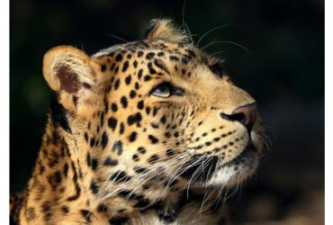A close up of a leopard staring right