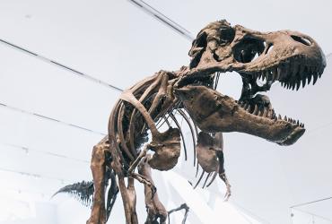 trex dinosaur