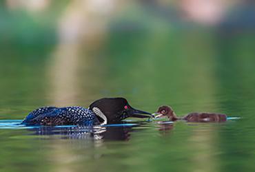 While floating on a lake, a mother loon feeds a young loon food from its beak.